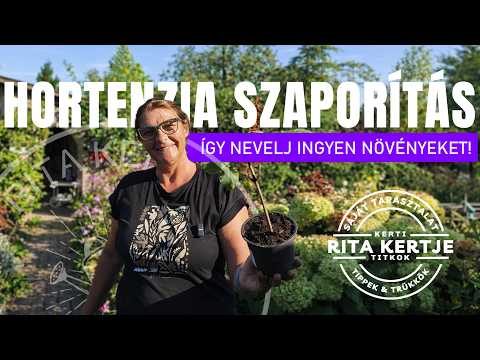 HORTENZIÁT dugványoztam – és sikerült?