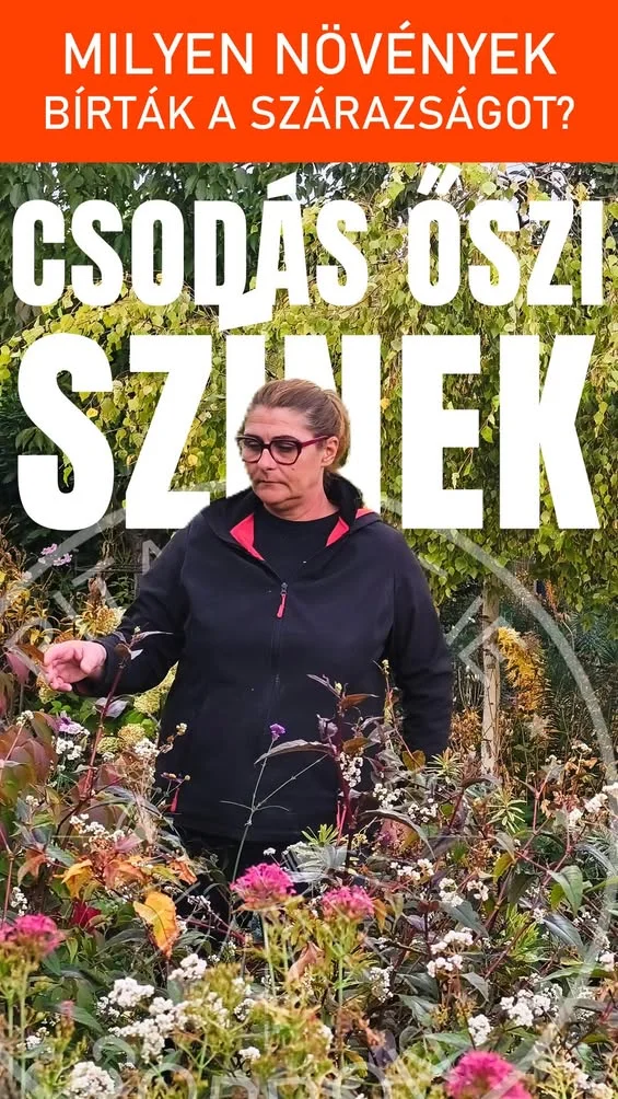 ŐSZ a kertben: TIPPEK és látványos őszi növények    Csodás őszi színekbe öltözött a kert október közepén, tarts velem eg…
