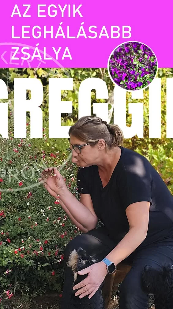 ŐSZI ZSÁLYA –  illatos, szárazságtűrő, beporzóbarát Fedezd fel az őszi zsályát (Salvia greggii), amely hihetetlen illatá…