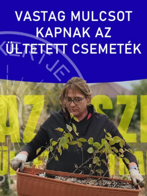 Vastag MULCSOT kapnak az ültetett csemeték Amint minden kis növény a helyére kerül, egy jó vastag mulcsréteggel takarom be az ágyást a védelem érdekében. Bár a hűvös idő miatt kesztyűt kellett húznom, a talaj alapos betaposása és az öntözés most sem maradhat el. Megvárjuk, míg a mélyebb rétegek is átáznak, és készen is vagyunk a munkával. Gondoskodjatok ti is a növények téli védelméről! 🌿🍂 #ritakertje #sopron #mulcsozás😘😋 #ültetés #kertészkedésötletek #shorts