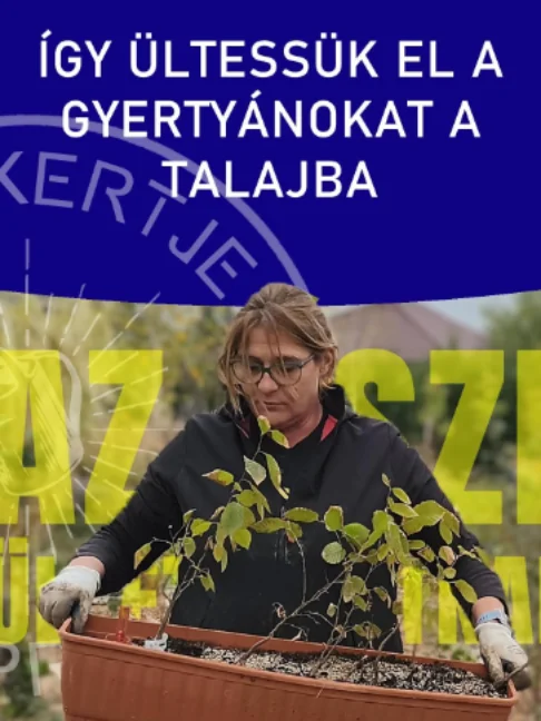 Így ültessük el a GYERTYÁNOKAT a talajba űA kiásott agyagos, eső áztatta föld tökéletes nedvességet ad a csemetéknek, így most marhatrágyára sincs szükség. A gyönyörű kis gyökereket nem vágom vissza, hiszen tavasszal már kaptak egy frissítést, ráadásul az esős vasárnap is segíti a megmaradásukat. Kövessétek a lépéseket a sikeres őszi ültetéshez! 🌿🌧️ #ritakertje #sopron #ültetés #kertészkedésötletek #kert #shorts