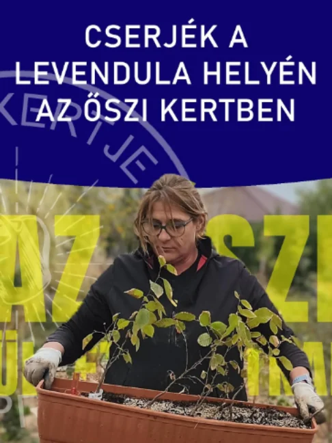 Cserjék a LEVENDULA helyén az őszi kertben A kedvező, 15 milliméteres csapadék után egész nap kint szorgoskodtam a kertben, és rengeteg új cserjét ültettem el. Elkezdtem felszámolni a régi levendulasort is, hogy cserjék kerüljenek a helyükre, de természetesen a látogatóknak és a házi szörpökhöz, süteményekhez azért hagyok belőle. Nézzétek meg az őszi kerti munkálatok részleteit! 🌿🌸 #ritakertje #sopron #levendula #novenyultetes #oszikert #shorts