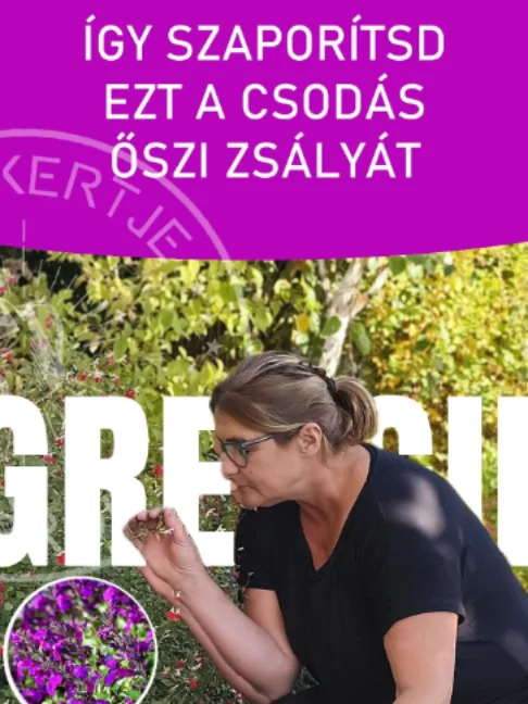 Így szaporítsd ezt a CSODÁS őszi zsályát Az őszi zsálya nem mindenhol teljesen télálló, de félfás dugványozással rendkívül könnyen és gyorsan szaporítható a kertben. Elég levágni egy kis szárat, földbe dugni, és a következő évben máris kiültethető a saját töved. Ez a csodás növény többféle csodás színben – a lilától a rózsaszínig – beszerezhető, ráadásul hosszú évekig díszíti az ágyásokat. Próbáld ki te is ezt az egyszerű módszert! 🌿🌸  #ritakertje #sopron #dugványozás #szaporítás #növények #shorts