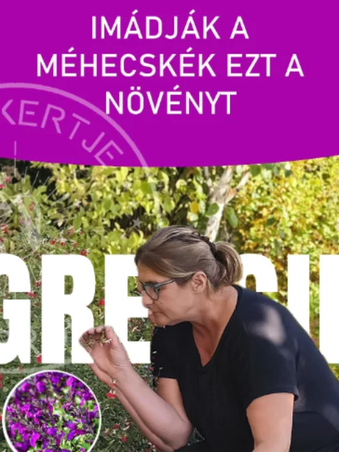 Ímádják a MÉHECSKÉK ezt a csodás növényt   Nézzétek, mekkorára nőtt ez a csodás őszi zsálya, amelyért teljesen rajonganak a rovarok és a méhek a kertben. Ez a hálás, beporzóbarát növény rendkívül jól bírja a szárazságot, és csodás, csészés virágai többféle színben is elérhetők. Érdemes ilyen szárazságtűrő, hálás növényeket ültetni, mert minimális gondozással is csodás díszei lesznek a kertnek. Ismerjétek meg ezt a csodát közelebbről! 🐝🌸     oszi    #ritakertje #sopron #méhek #beporzók #kert #shorts