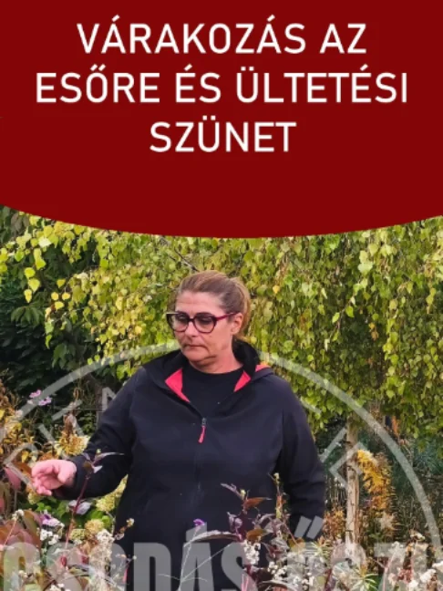 Várakozás az esőre és az ültetés szüneteltetése Befejeztem az ültetést a hátsó kertben, mert a talaj annyira agyagos és összeállt a szárazság miatt, hogy eső nélkül felesleges lenne próbálkozni. A rózsák nagy része is elvirágzott már, bár némelyik még mindig próbálkozik bimbókat hozni. #ritakertje #sopron #ultetes #rozsak #kertmindennap #shorts