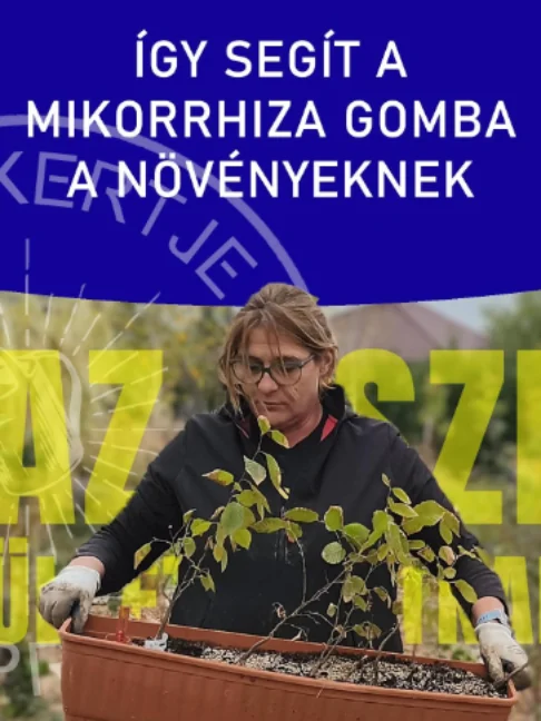 Így segít a MIKORRHIZA gomba a növényeknek A félárnyékban nevelt csemeték ültetésekor érdemes mikorrhiza gombát @danubagarden tenni a gyökerekhez a gyorsabb fejlődésért. A föld visszatöltése után jó alaposan betaposom a talajt, majd huminsavas vízzel öntözöm be a növényeket. Végül egy vastag mulcsréteg gondoskodik a nedvesség megőrzéséről és a védelemről. Próbáljátok ki ti is ezeket a hasznos kerti praktikákat! 🌿🌱 #ritakertje #sopron #ültetés #kertészkedésötletek #kert #shorts