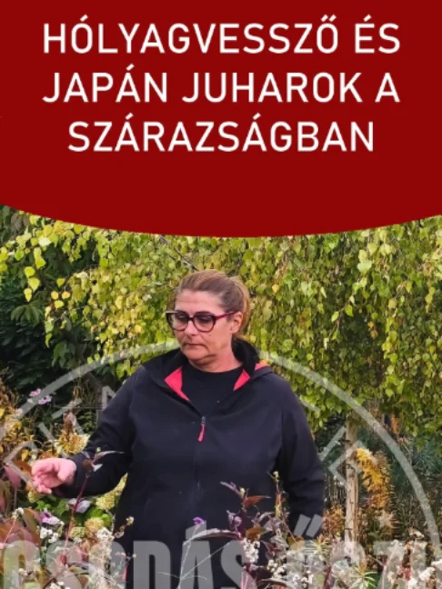 Hólyagvessző és japán juharok a szárazságban A lila levelű hólyagvessző már nyolc-kilenc éve díszíti a hátsó ágyást, és tavasszal nyíló virágai mellett egész évben csodás látványt nyújt, ráadásul öntözés nélkül is kiválóan érzi magát. Emellett a japán juharok is jól tartják magukat a kertben, bár a hőkupolák miatt idén a többségük kicsit megégett a nagy melegben. #ritakertje #sopron #holyagvesszo #japanjuhar #kertmindennap #novenygondozas #shorts