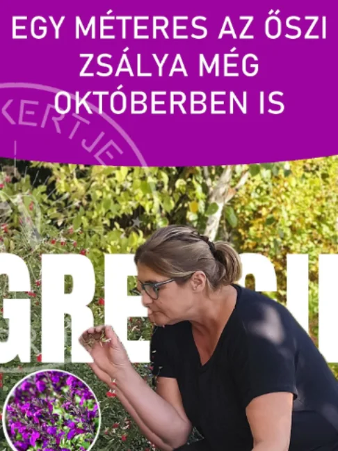 Egy méteres AZ ŐSZI ZSÁLYA még októberben IS  Hihetetlen, hogy ez a csodás greggii zsálya még október végén is ilyen pompás virágözönnel ajándékoz meg a kertben. Ez a méhcsalogató, beporzóbarát növény május végétől egészen a fagyokig ontja magából a virágokat, ráadásul bámulatos illata van. Ráadásul szinte semmilyen különösebb gondozást vagy öntözést nem igényel a meleg #ritakertje #sopron #őszi #zsálya #kert #shorts