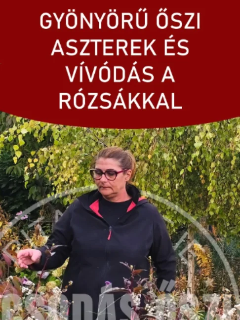 Gyönyörű őszi aszterek és vívódás a rózsákkal Az aszterek még mindig csodaszépen virítanak az őszi kertben, és bár reggel csak körülbelül fél milliméter eső esett, ez is jót tett nekik. Nagyon szeretem a kék és lila színeket, ahogy a rózsák egy része is még gyönyörűen hozza a virágait. Emiatt aztán mindig elgondolkodom rajta, hogy a fogadalmam ellenére érdemes lenne-e mégis újakat ültetni más ágyásokba is. #ritakertje #sopron #aszter #rozsak #oszikert #kertmindennap #shorts