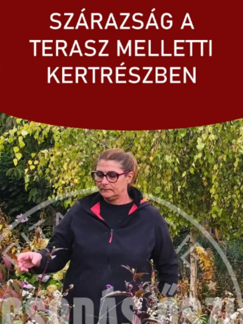 Szárazság a terasz melletti kertrészben Megérkeztem a terasz melletti hátsó részre, ahol a levelek jól mutatják a csapadék hiányát, és a bugás hortenzia levelei is megkókadtak. Nálunk utoljára augusztusban esett az eső, jelentősebb mennyiségű csapadék pedig egyáltalán nem volt idén. Szerencsére ilyenkor a növényeknek már kevesebb vízre van szükségük, így öntözést most már csak a frissen ültetettek kapnak. Tarts velem a kerti teendők követésében! 🌿 #ritakertje #sopron #szarazsag #hortenzia #kertmindennap #shorts