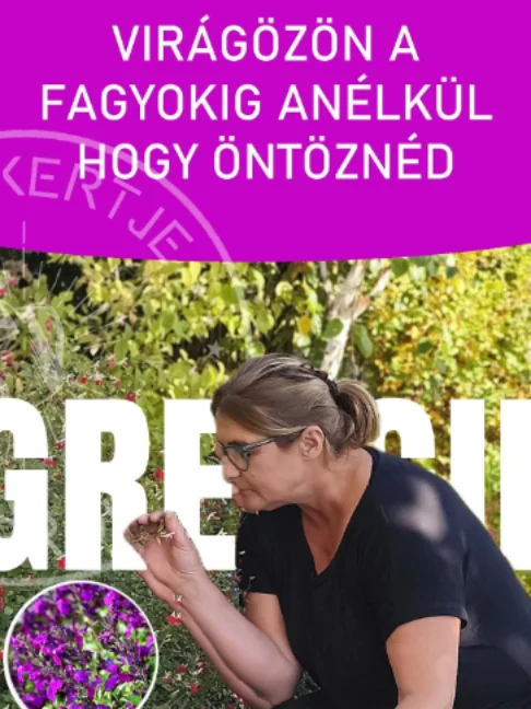 Virágözön fagyokig anélkül hogy ÖNTÖZNÉD   Az őszi zsálya május végétől egészen a fagyokig gyönyörű virágözönnel ajándékoz meg minket a kertben. Ennek a csodás növénynek szinte semmi különösebb igénye nincs, és a szárazabb időszakokat is kiválóan bírja. A hátsó ágyásokban lévő tövek idén még öntözést sem kaptak, mégis lenyűgözően virágoznak. Ismerd meg ezt a rendkívül hálás, minimális gondozást igénylő kerti szépséget! 🌿🌸 #ritakertje #sopron #szárazságtűrő #virágok #kert #shorts