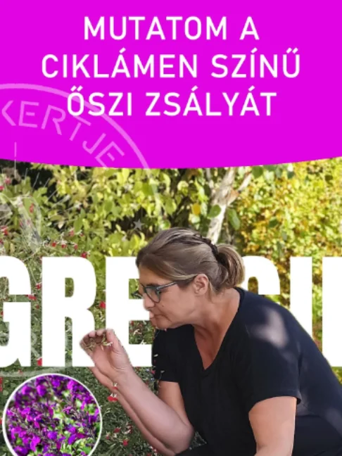 Mutatom a CIKLÁMEN színű őszi zsályát  Nézzétek, milyen gyönyörűen elszíneződött a szárnyas kecskerágó levele, de a fő látványosság most az ágyás másik oldalán lévő ciklámen színű őszi zsálya! Ez a növény még október végén is roskadozik a virágoktól. Ha fagyosabb vidéken laktok, ősszel érdemes a töveket lombbal vagy ágdarálékkal betakarni a hideg ellen. Így a következő évben újra teljes pompájában fog kihajtani és virágozni a kertetekben! 🌿🌸     #ritakertje #sopron #ciklámen #őszi #zsálya #kert #shorts