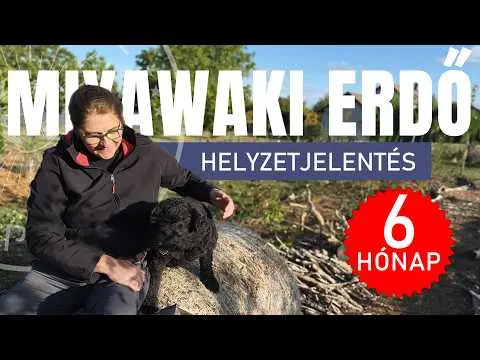 Így fejlődik a MIYAWAKI erdőnk a szárazság ellenére – eltelt fél év