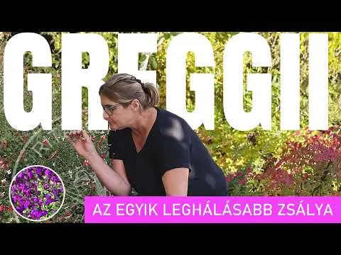 ŐSZI ZSÁLYA –  illatos, szárazságtűrő, beporzóbarát
